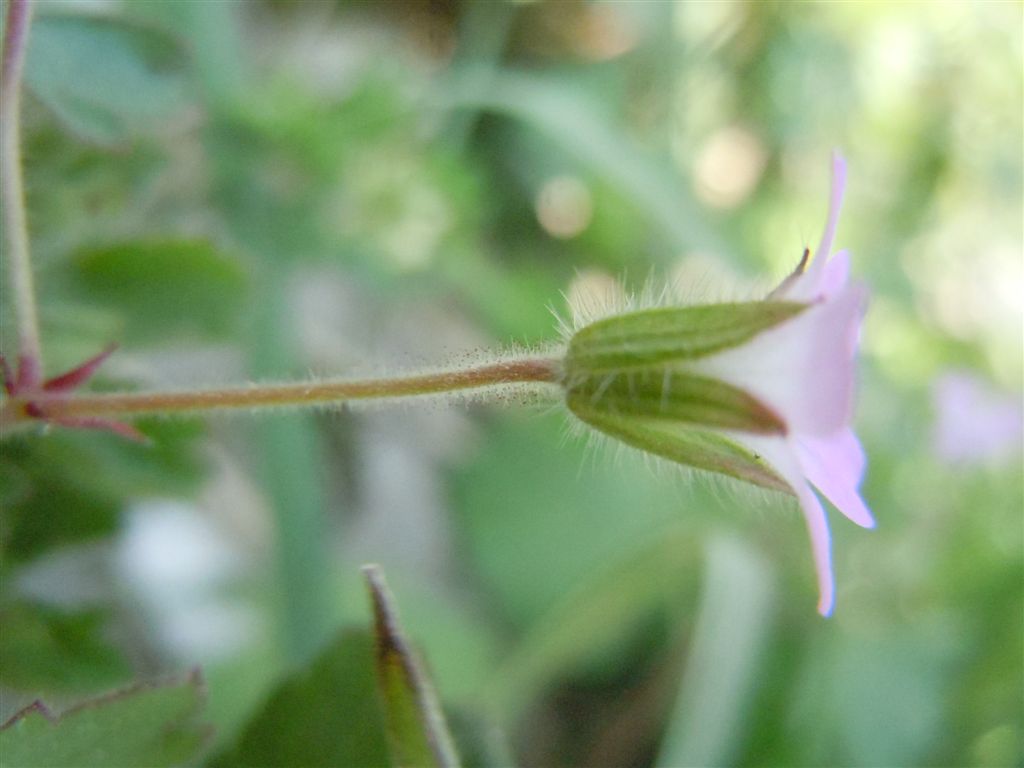 Geranium rotundifolium / Geranio malvaccino